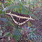 Giant Swallowtail