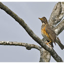 Olive Thrush