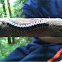 Millipede