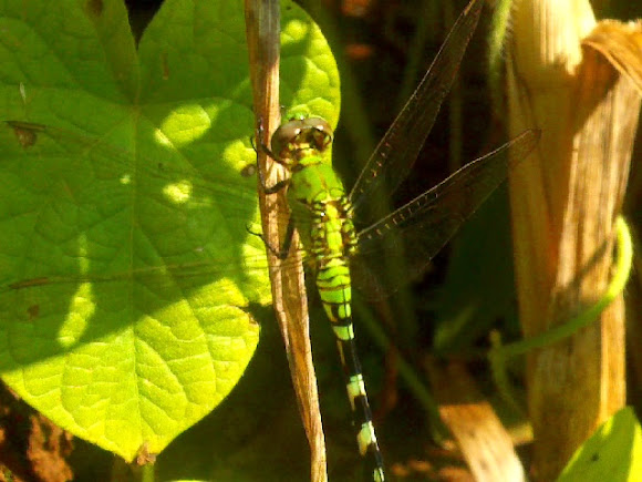 Spotting Image 1