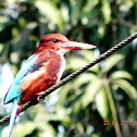 KINGFISHER