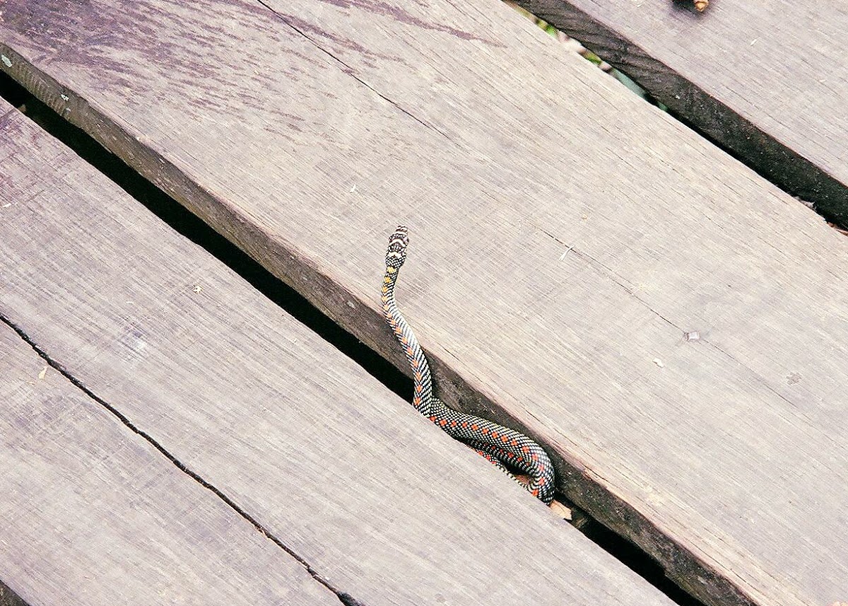 Paradise Tree Snake
