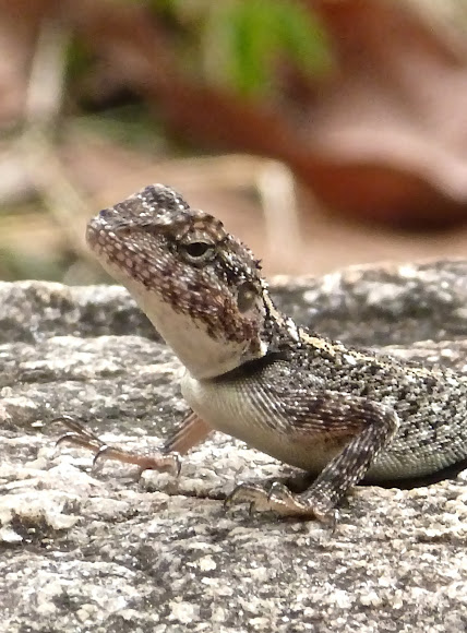Spotting Image 1