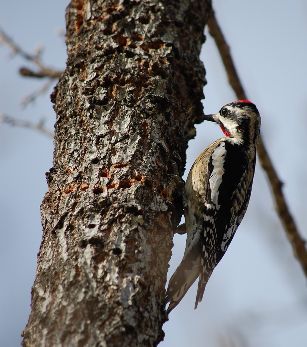 Yellow-bellied Sapsucker