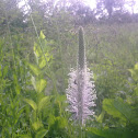 Greater Plantain