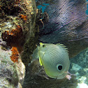 Foureye butterflyfish