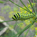 Black Swallowtail