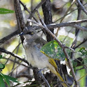 Brown Honeyeater