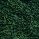 Kudzu vine