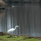 Little Egret