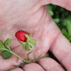 Wild Strawberry