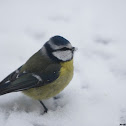 Blue tit