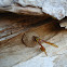 Indian potter wasp