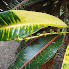 Garden Croton