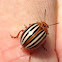 False Potato Beetle
