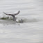 Fluke slapping dolphin