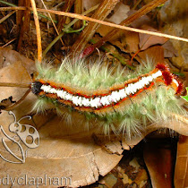 Insects of the Western Cape