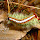 Insects of the Western Cape