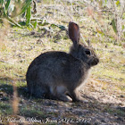 European Rabbit; Conejo