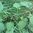 Deadly Nightshade