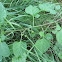 Deadly Nightshade