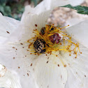 Kern's Flower Scarab