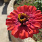 Zinnia