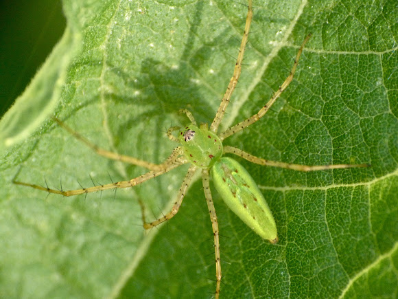 Spotting Image 1
