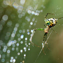 Orchard Orb Weaver Spider