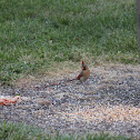Northern Cardinal