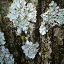 Lichen