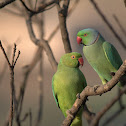 Rose-ringed Parakeet
