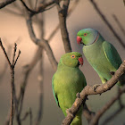 Rose-ringed Parakeet