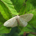 Unidentified Moth