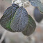 Willowood Hybrid Leatherleaf Viburnum