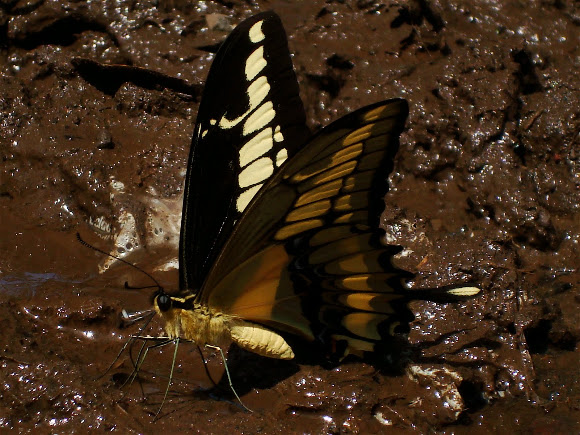 Spotting Image 1