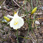 This is from Spain's flower 