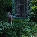Tufted Titmouse