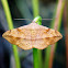 Noctuid Moth