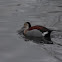 Ringed Teal