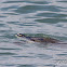Green Sea Turtle