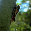 Firetail