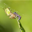 Araniella cucurbitina