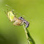 Araniella cucurbitina