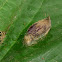 Moth Cocoon