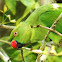 Rose-ringed Parakeet