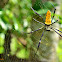 Nephila vitiana