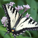 Eastern Tiger Swallowtail