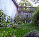 Eastern Gray Squirrel and Eastern Cottontail