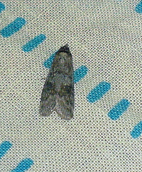 Spotting Image 1